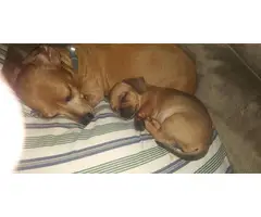 Rehoming 5 beautiful Chiweenie puppies - 11
