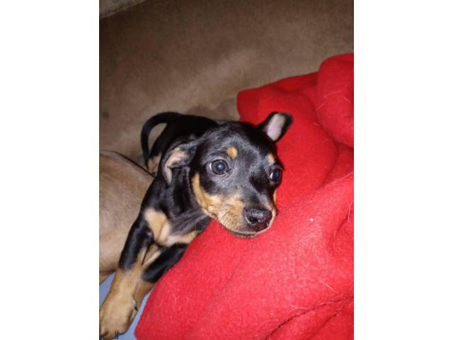 Rehoming 5 beautiful Chiweenie puppies Zanesville