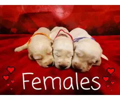 4 male 3 female labradoodles