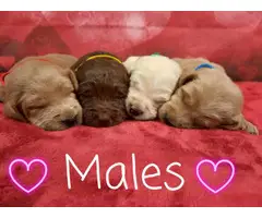 4 male 3 female labradoodles - 2