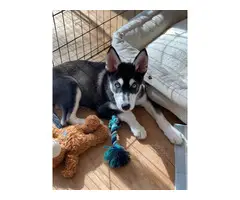 Male Husky Puppy in need of new home - 1
