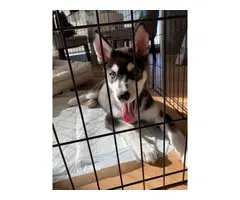Male Husky Puppy in need of new home - 2