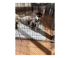 Male Husky Puppy in need of new home - 5