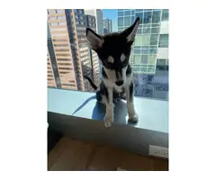 Male Husky Puppy in need of new home - 7
