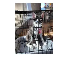Male Husky Puppy in need of new home - 10