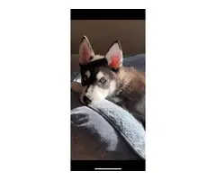Male Husky Puppy in need of new home - 11