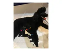 Pure bred Male Standard Poodle puppy