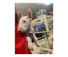 Fullbreed bull terrier puppy needing a new home