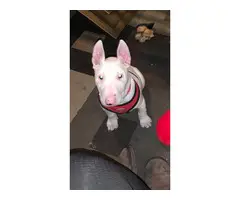 Fullbreed bull terrier puppy needing a new home - 2