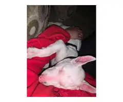 Fullbreed bull terrier puppy needing a new home - 3