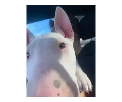 Fullbreed bull terrier puppy needing a new home - 5