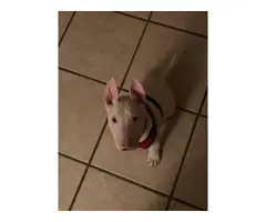 Fullbreed bull terrier puppy needing a new home - 6