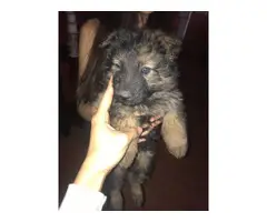 5 German Shepherd puppies available - 4