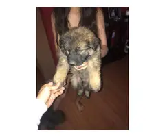 5 German Shepherd puppies available - 5