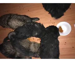 5 German Shepherd puppies available - 6