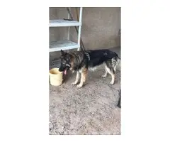5 German Shepherd puppies available - 8