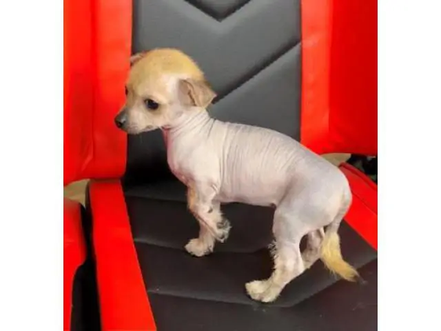 2 months old Chinese crested puppies for sale - 1/13