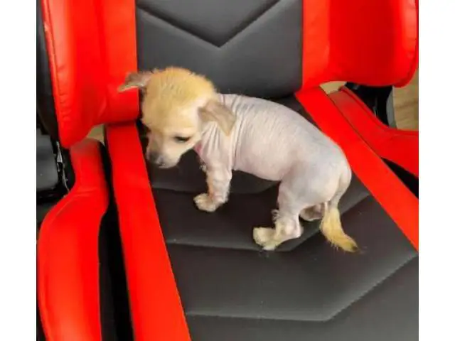 2 months old Chinese crested puppies for sale - 2/13