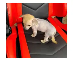 2 months old Chinese crested puppies for sale - 2