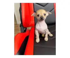 2 months old Chinese crested puppies for sale - 3