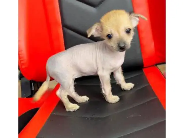 2 months old Chinese crested puppies for sale - 4/13