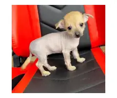 2 months old Chinese crested puppies for sale - 4