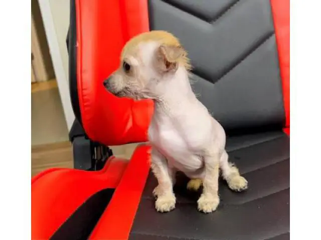 2 months old Chinese crested puppies for sale - 5/13