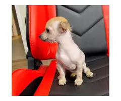 2 months old Chinese crested puppies for sale - 5