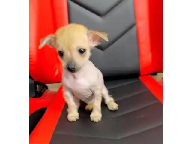 2 months old Chinese crested puppies for sale - 6/13