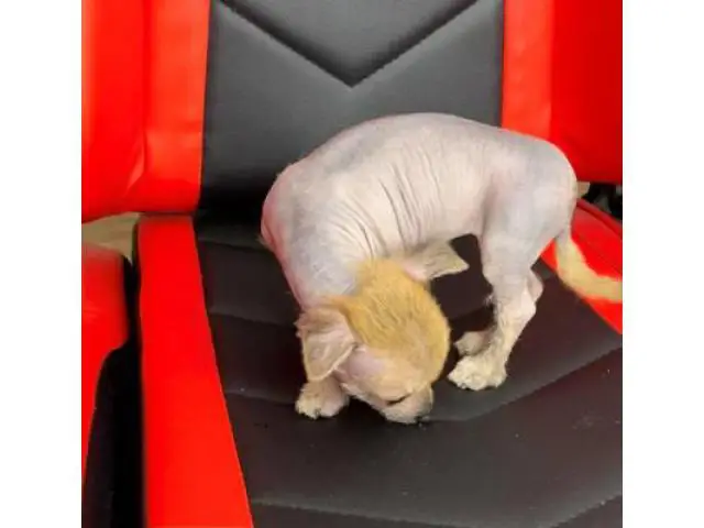 2 months old Chinese crested puppies for sale - 7/13