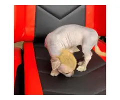 2 months old Chinese crested puppies for sale - 7