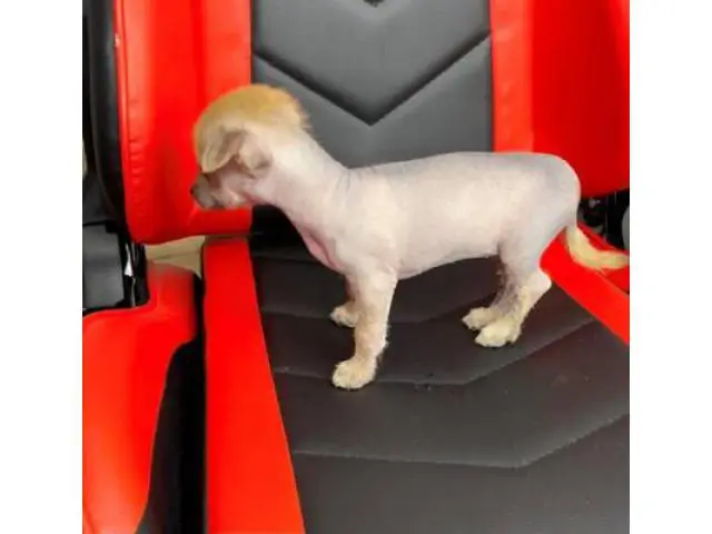 2 months old Chinese crested puppies for sale - 8/13