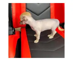2 months old Chinese crested puppies for sale - 8