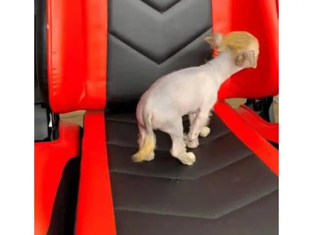2 months old Chinese crested puppies for sale - 9/13