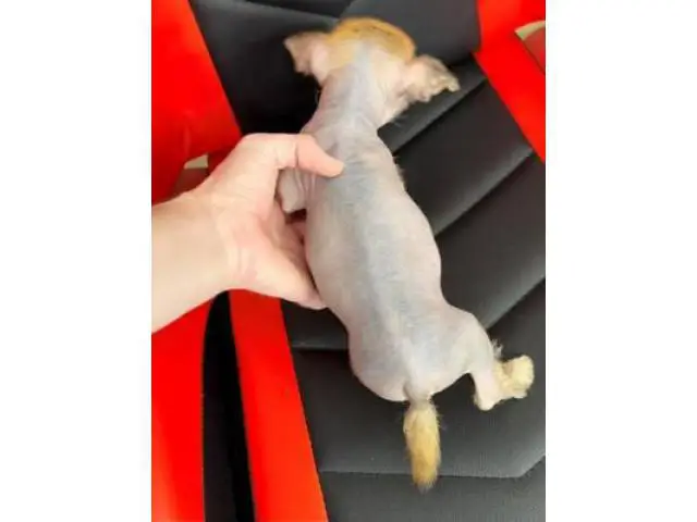 2 months old Chinese crested puppies for sale - 10/13