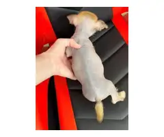 2 months old Chinese crested puppies for sale - 10