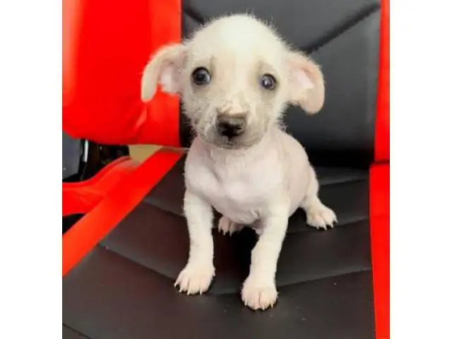 2 months old Chinese crested puppies for sale - 11/13