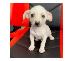 2 months old Chinese crested puppies for sale - 11