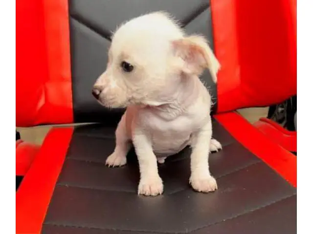 2 months old Chinese crested puppies for sale - 12/13