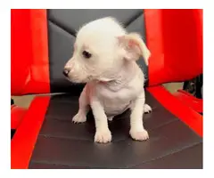 2 months old Chinese crested puppies for sale - 12