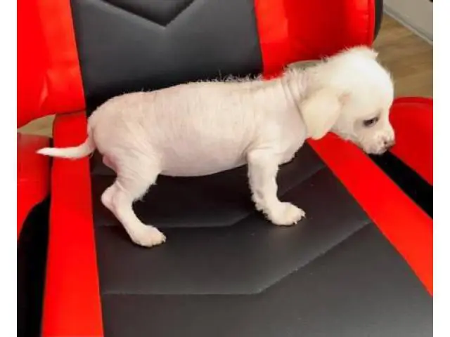 2 months old Chinese crested puppies for sale - 13/13