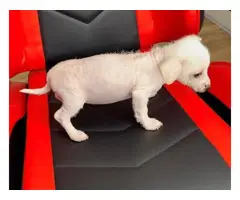 2 months old Chinese crested puppies for sale - 13