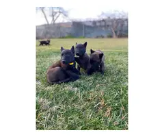 7 AKC Belgian Malinois puppies for sale