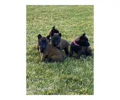 7 AKC Belgian Malinois puppies for sale - 3