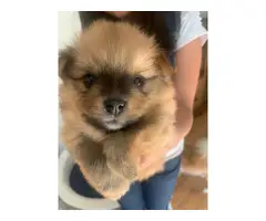 TWO POMERANIAN PUPPIES FOR SALE - 2