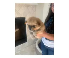 TWO POMERANIAN PUPPIES FOR SALE - 3
