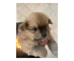 TWO POMERANIAN PUPPIES FOR SALE - 4