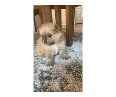 TWO POMERANIAN PUPPIES FOR SALE - 8