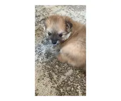 TWO POMERANIAN PUPPIES FOR SALE - 10