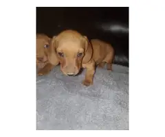 Short haired mini dachshund puppies